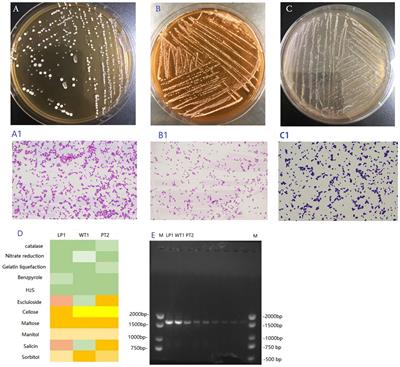 Effects of lactic acid bacteria isolated from Tibetan chickens on the growth performance and gut microbiota of broiler